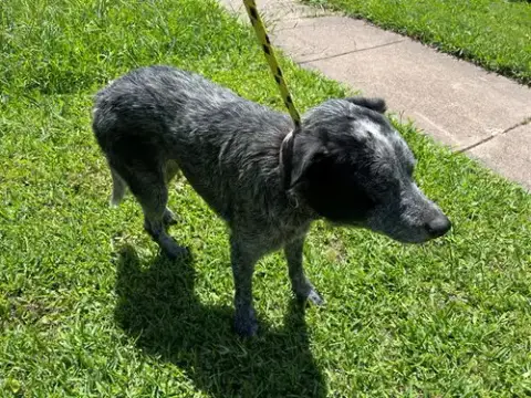 Roo