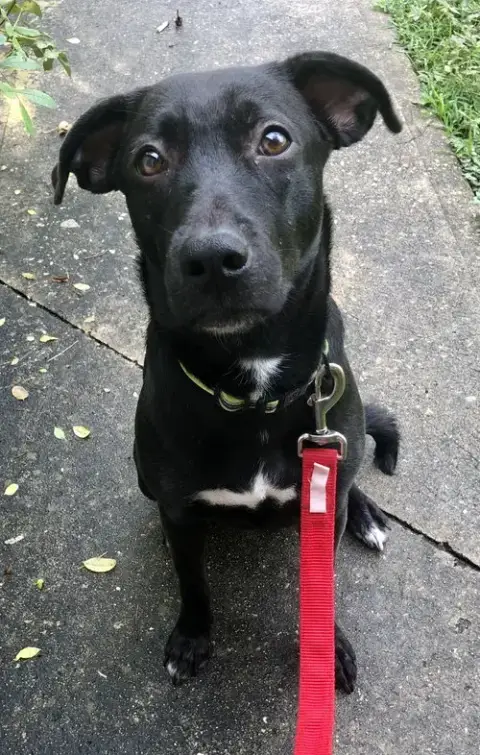 Sammy