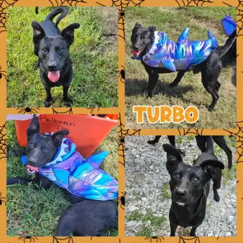 Turbo photo 5