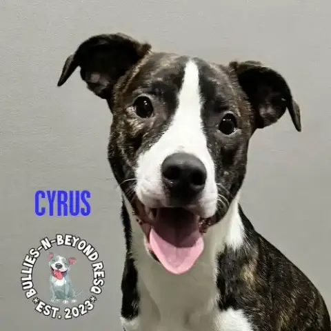 Cyrus photo 3