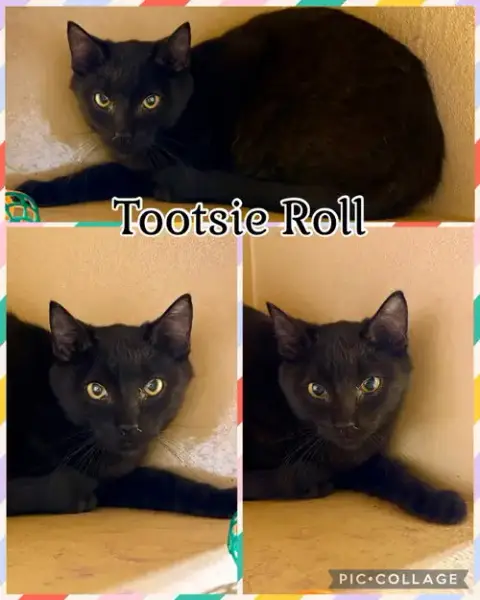 Tootsie Roll