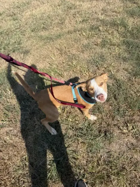 Dobby