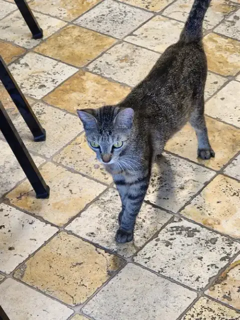 Kitcat photo 2