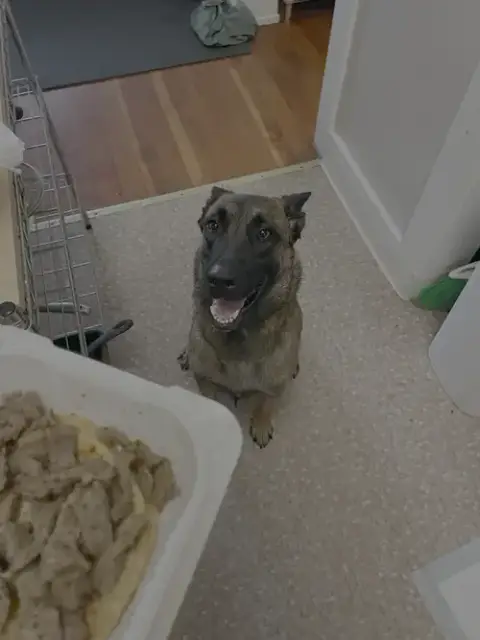 Molly photo 4