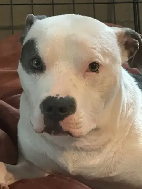 Petey photo 4