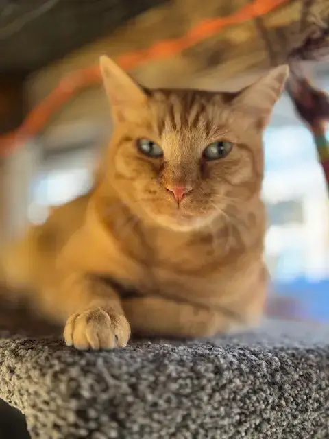 Purrcy photo 5