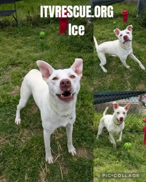 Ice photo 2