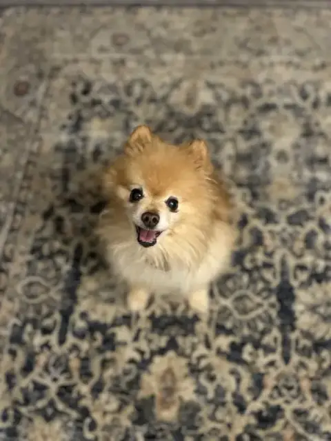 Pickles photo 3