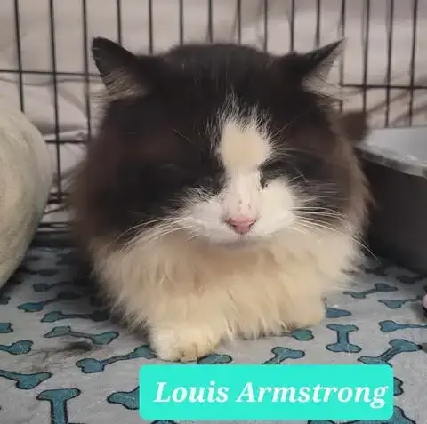 Louis Armstrong-Sponsored photo 4