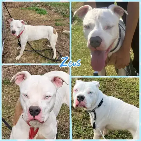 Zeus photo 3