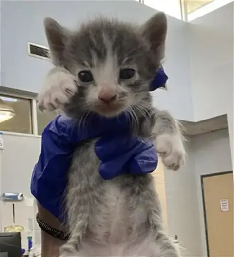 Zorro