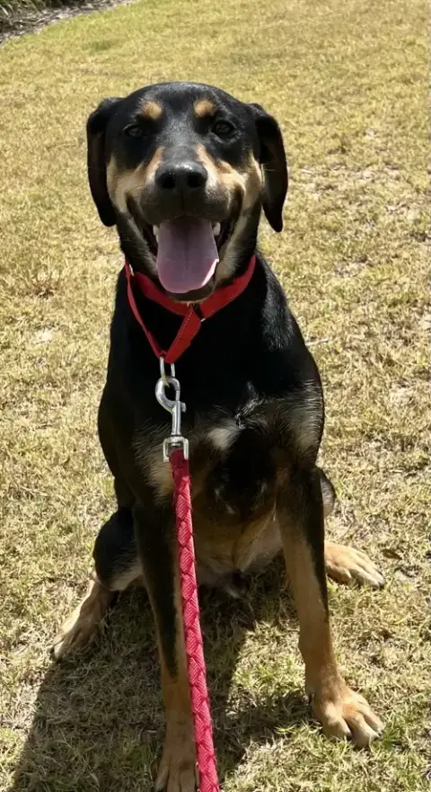 Koda
