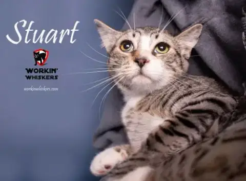 Stuart
