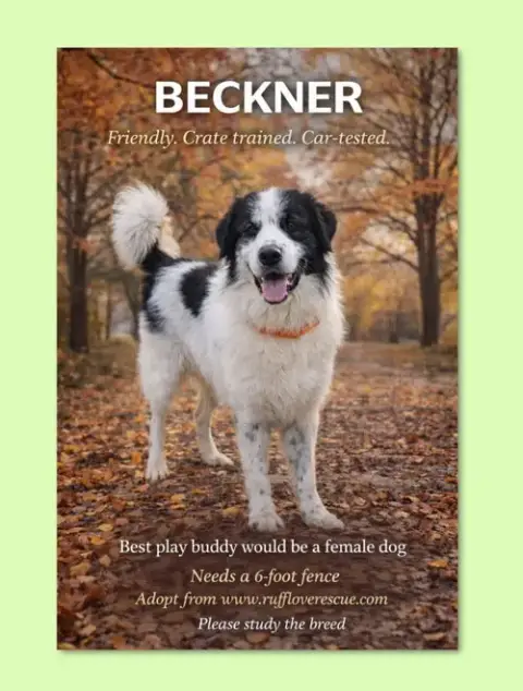 Beckner