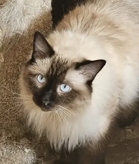 Bogart