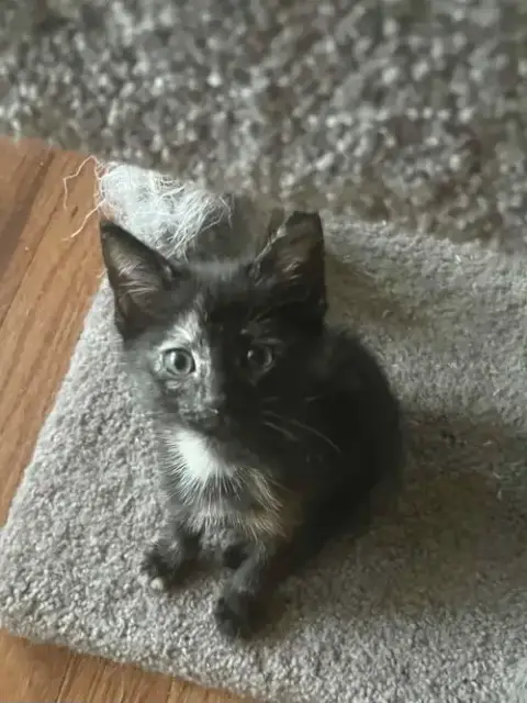 Cattylac