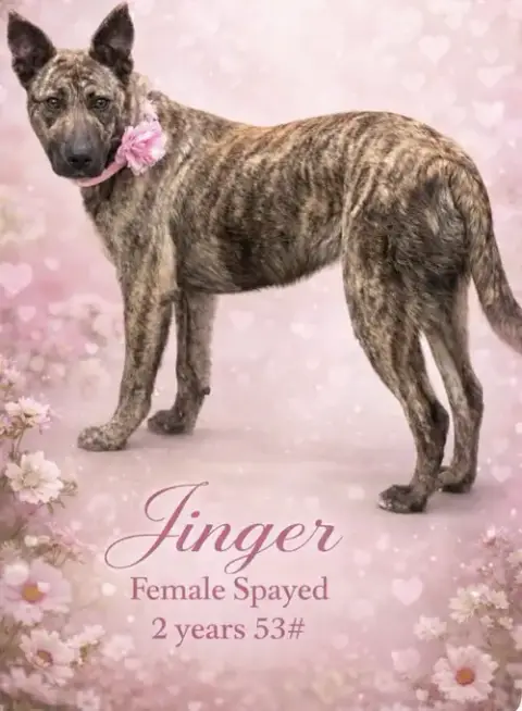 Jinger