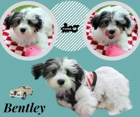 Bentley