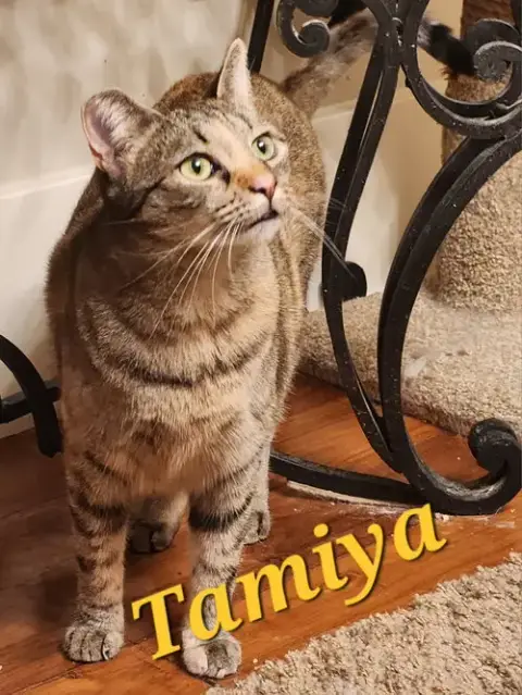 Tamiya photo 4