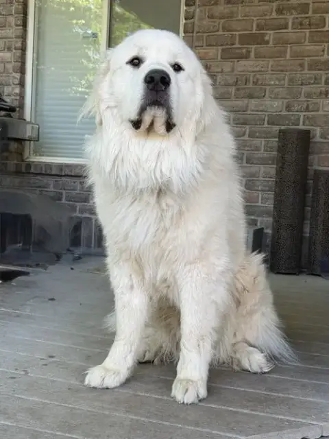 Oso photo 3