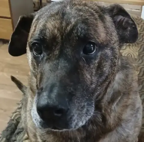 Lola *Urgent Foster Needed Too!