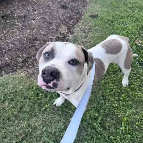 Duke
