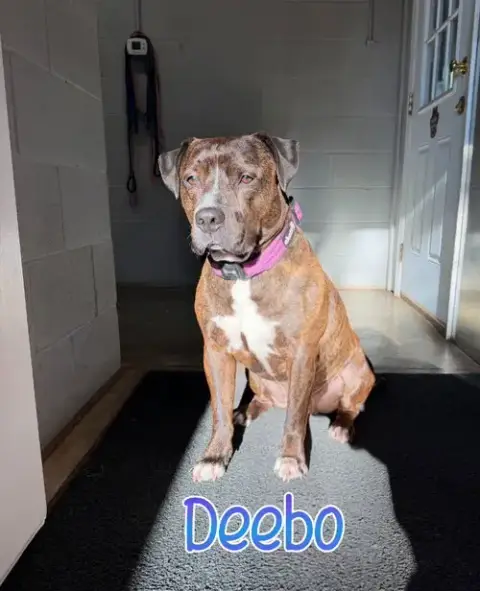 Deebo photo 2