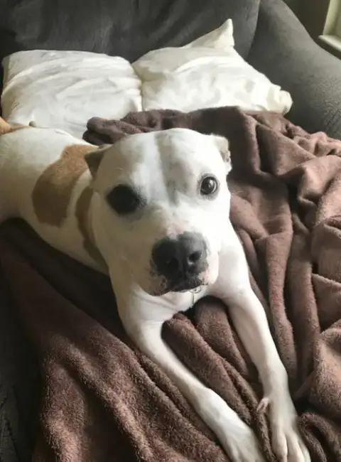 Harvey & Izzy