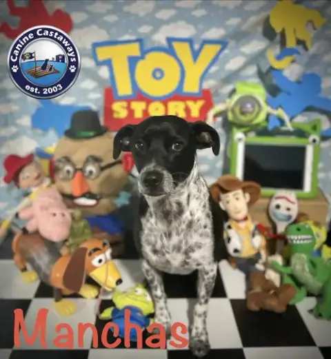 Manchas photo 3
