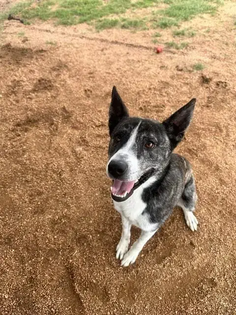 Bruno