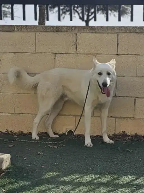 Bodhi- Diamond Dog! $75 Adoption Fee! photo 4