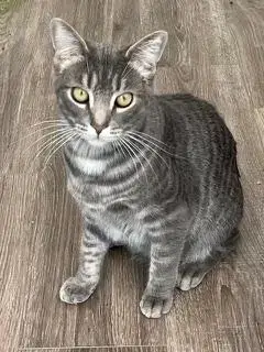 Kitten Max