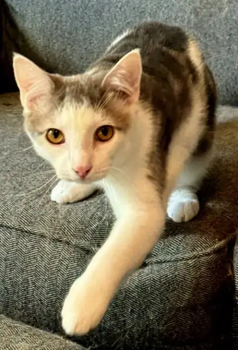 Kitten Gizmo