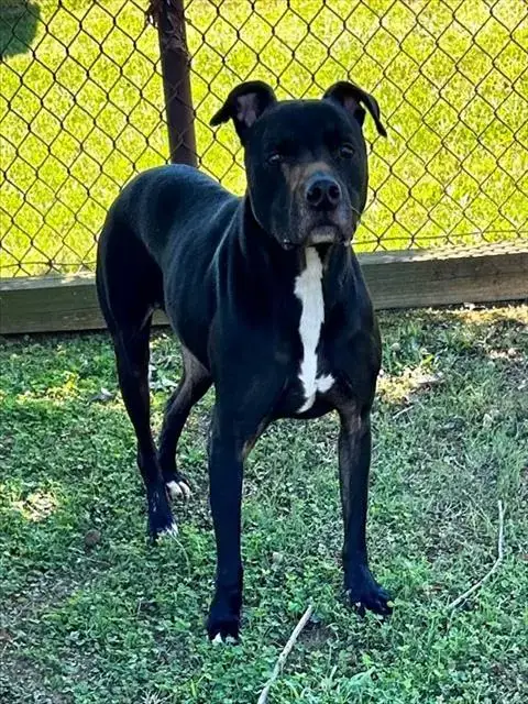Loki