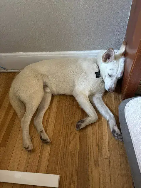 Koda photo 4