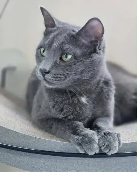 Little Gray And Little Girl photo 2