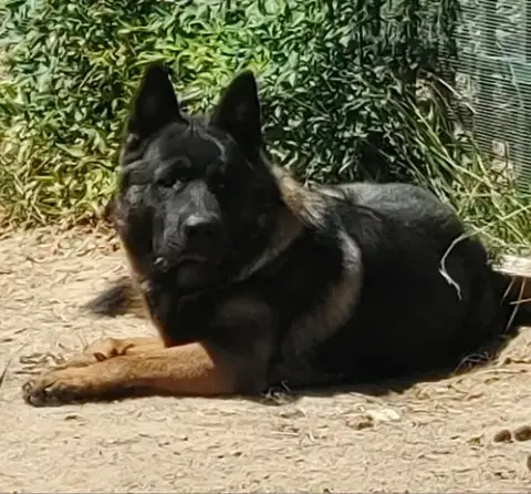 Eclipse And Shade photo 4