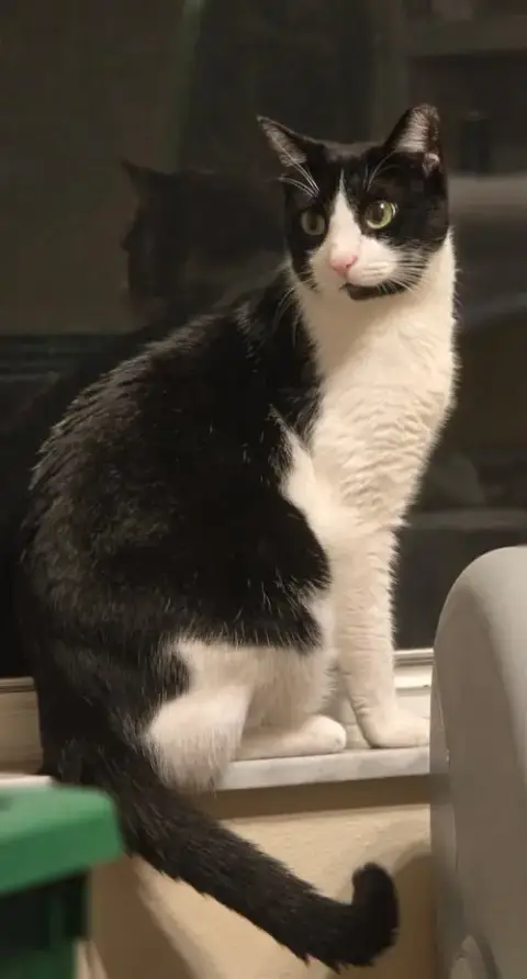 Felix photo 5