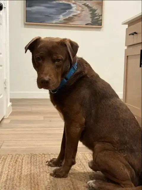 Bruno