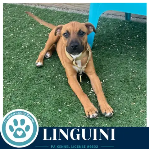 Linguini photo 4