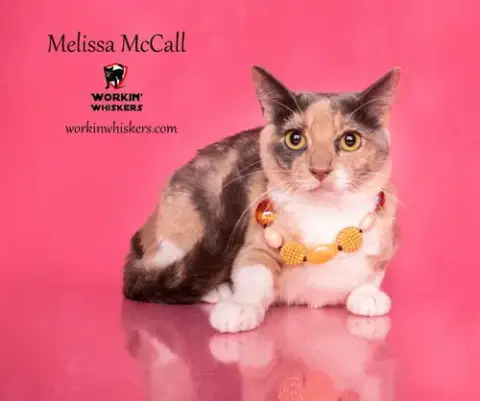 Melissa Mccall photo 3