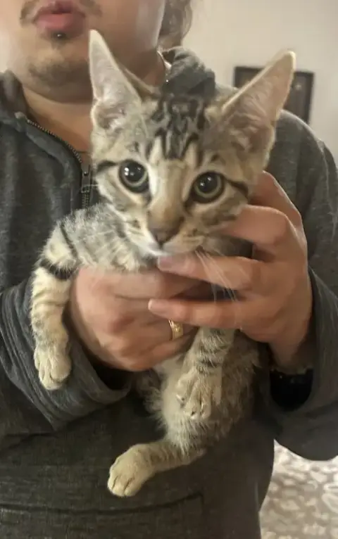 Tabitha Napa Petco