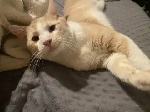 Hobbes