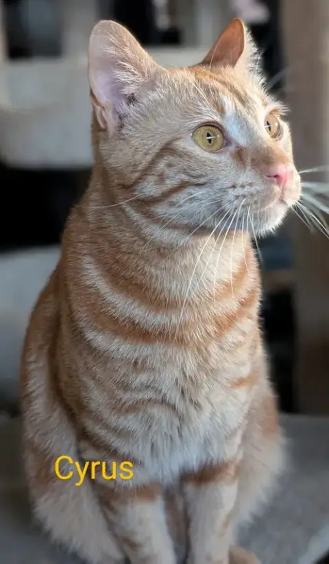 Cyrus photo 2