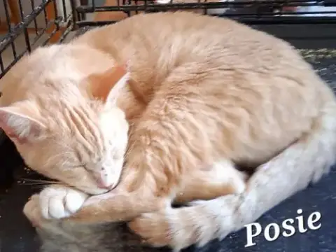 Posie