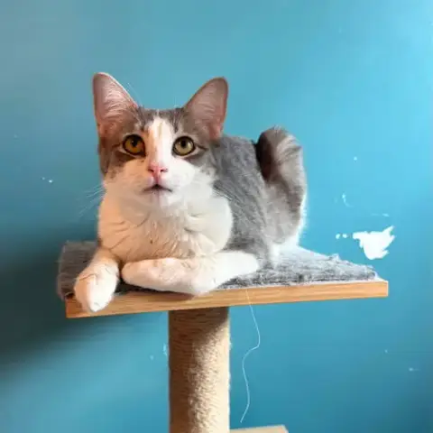 Bb