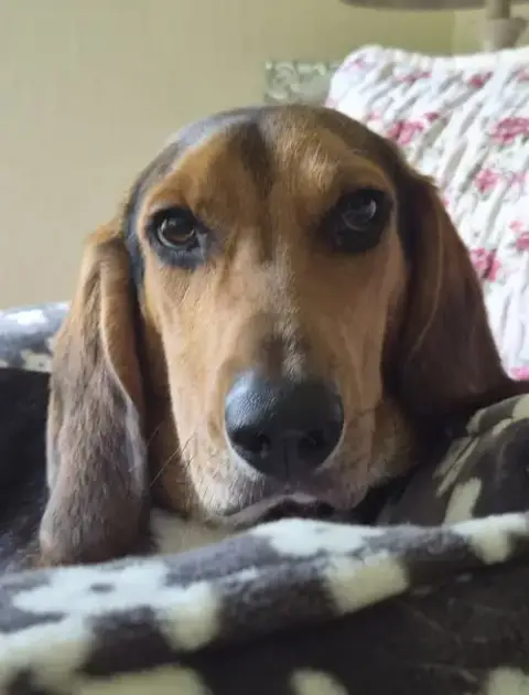 Ivan