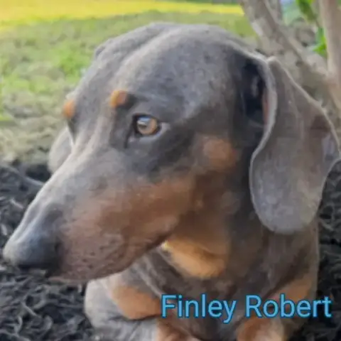 Finley Robert+ photo 3