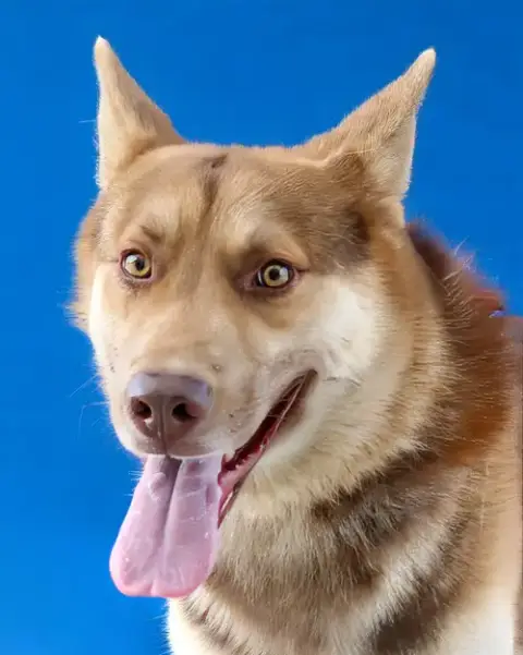 Oso
