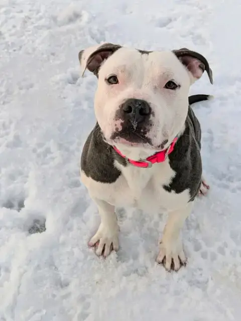 Hip,: Not At Shelter photo 3